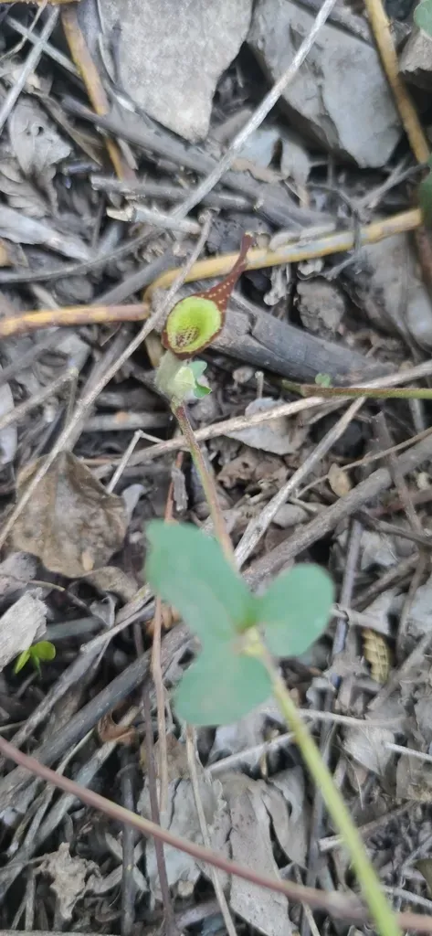 Marsh's Dutchman's-pipe