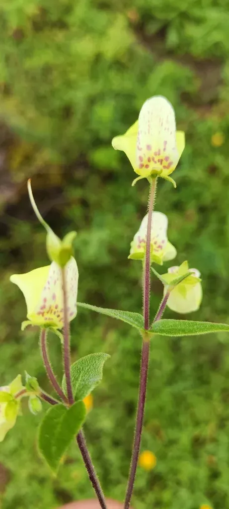 Calceolaria Utricularioides