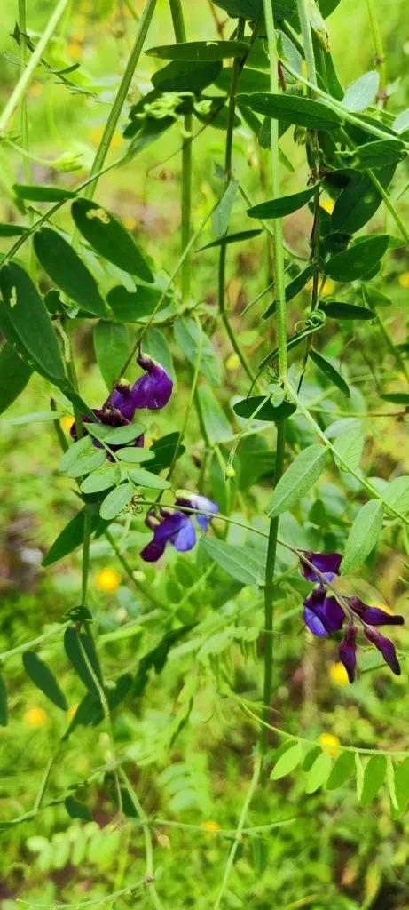 Vicia Lomensis