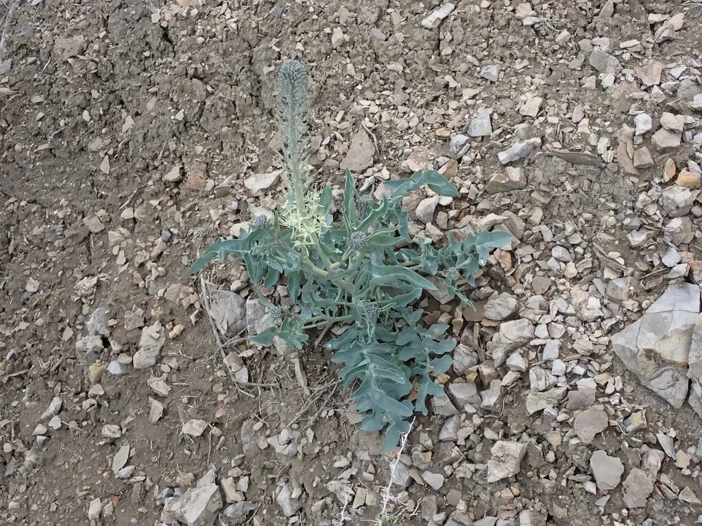 White Prince's Plume