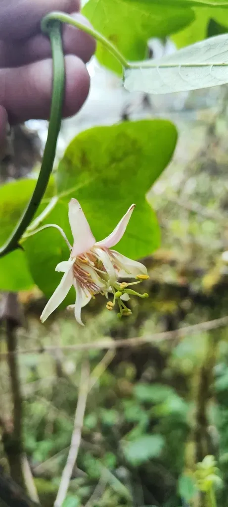 Passiflora Sagasteguii