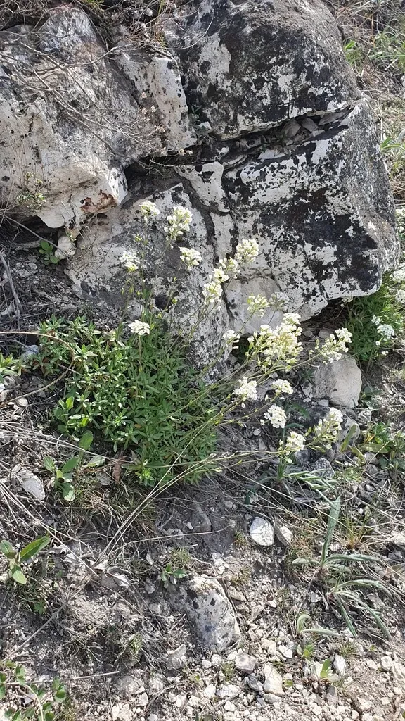 Schivereckia Podolica