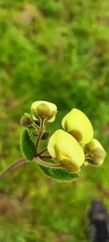 Calceolaria Hispida