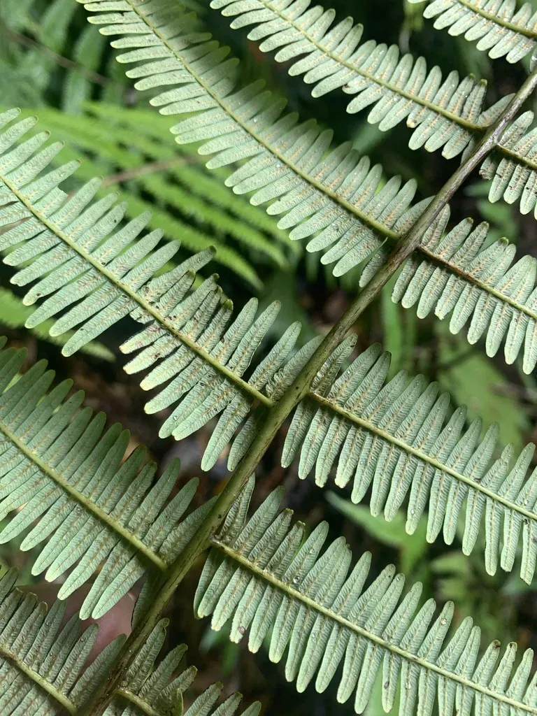 Diplopterygium Longissimum