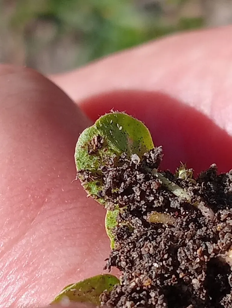Dichondra Brevifolia