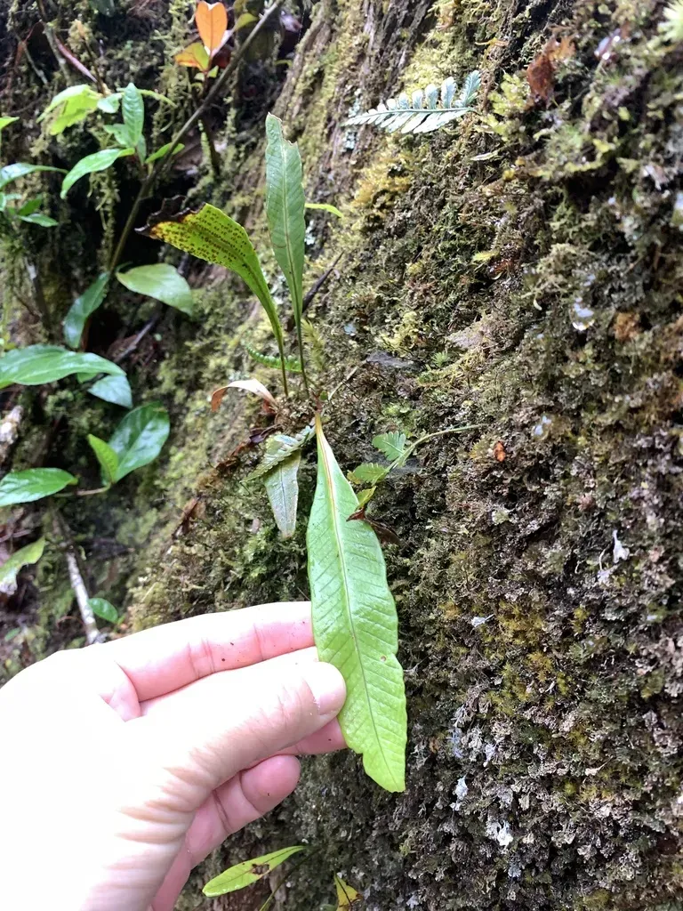 Selliguea Ceratophylla
