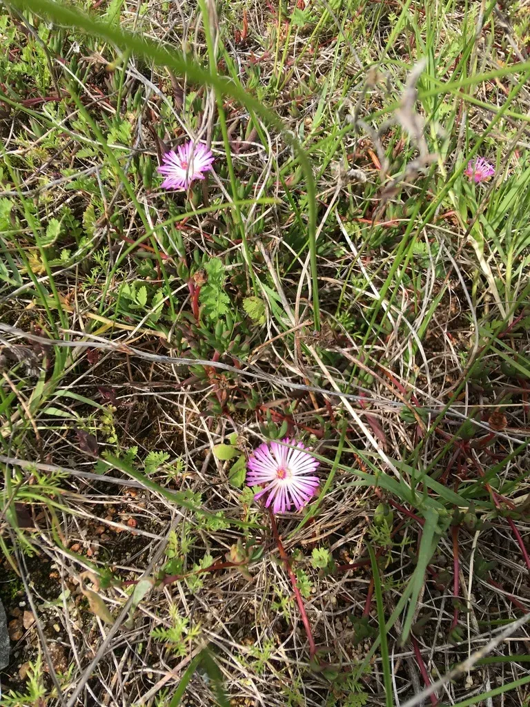 Threadleaf Brightfig