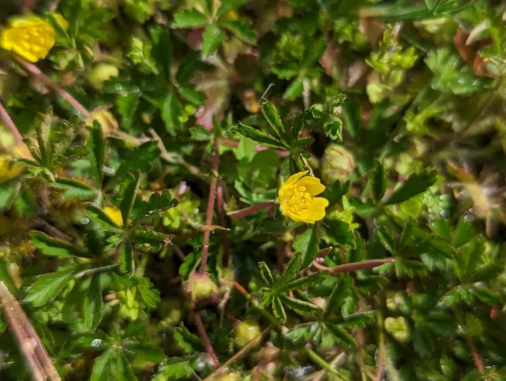 Seven-leaved Cinquefoil