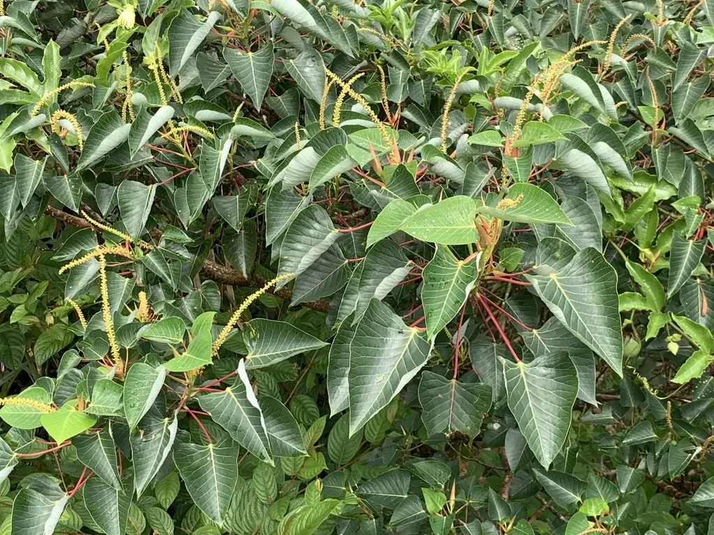 Homalanthus Caloneurus