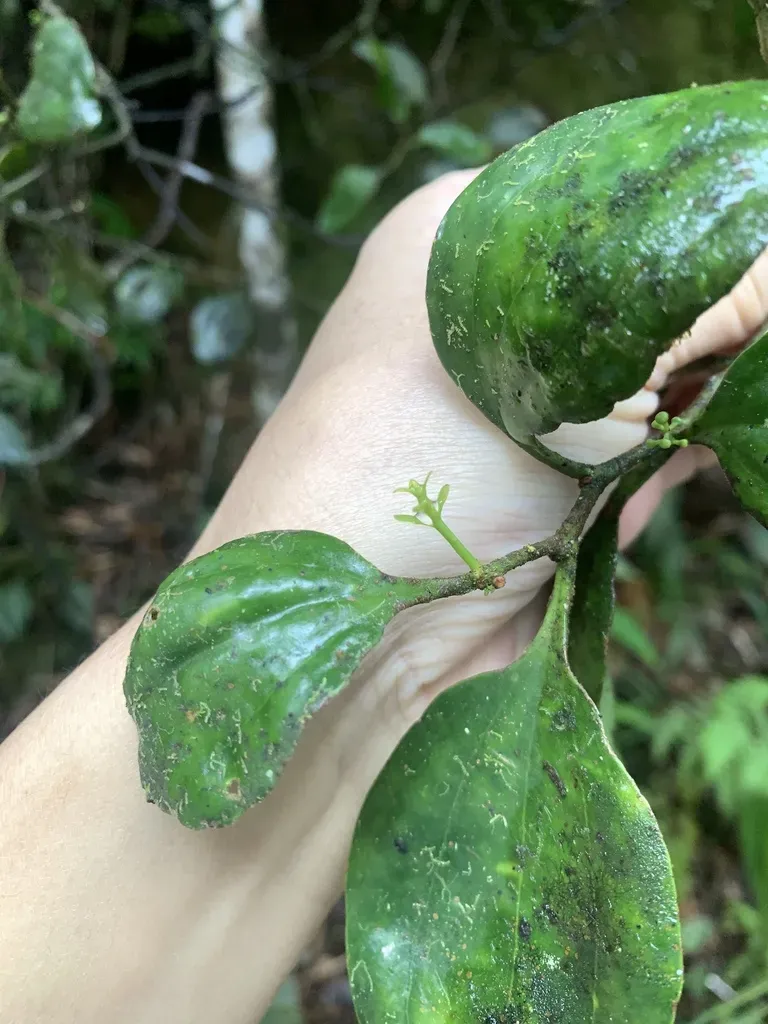 Dendrotrophe Varians