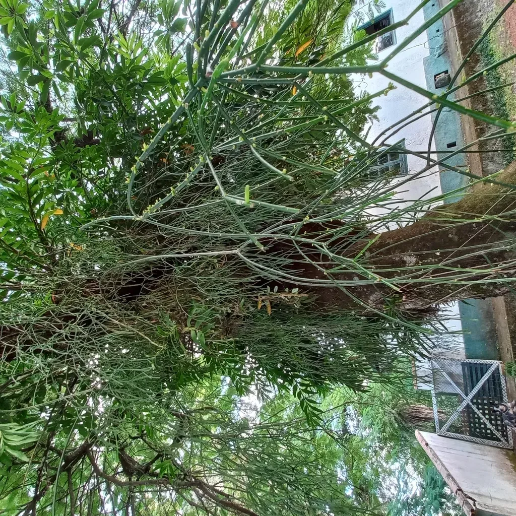 Quill-like Wickerware Cactus