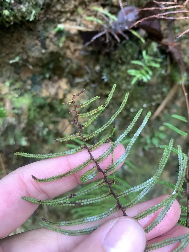 Gleichenia Peltophora