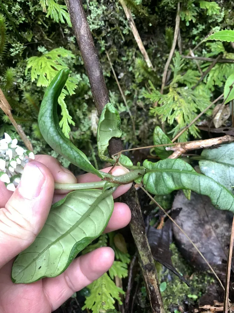 Argostemma Moultonii