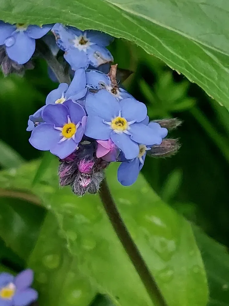 Woodland Forget-me-not