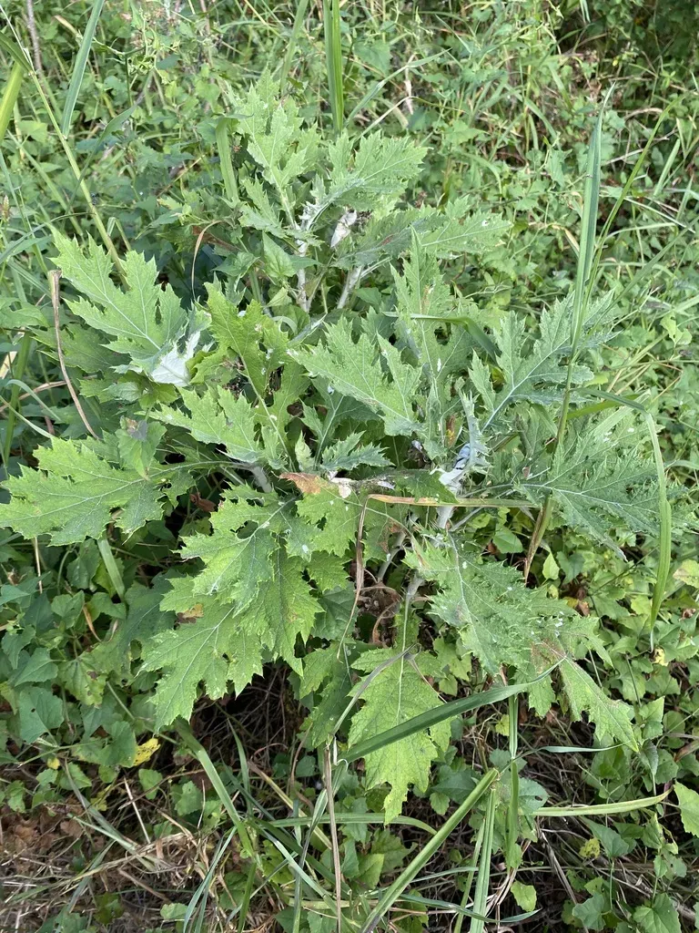 Berkheya Bipinnatifida