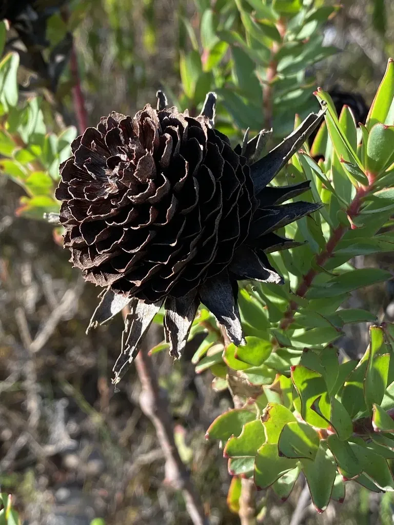Ruens Crown Conebush