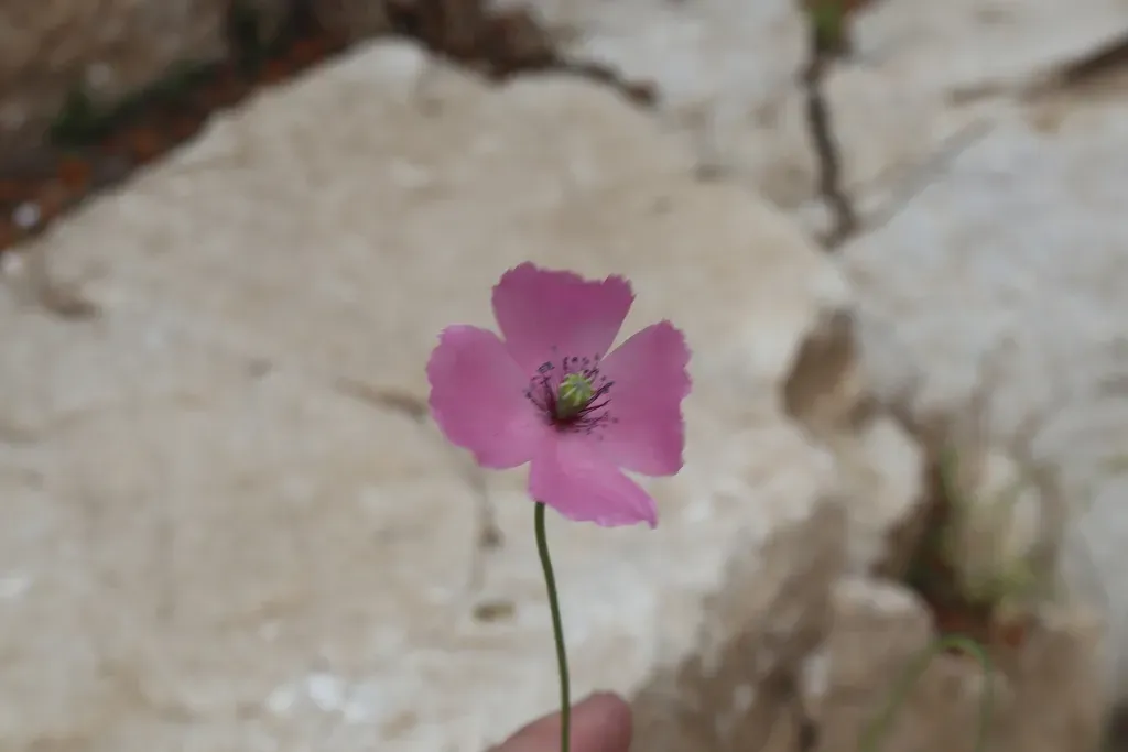 Slender Poppy