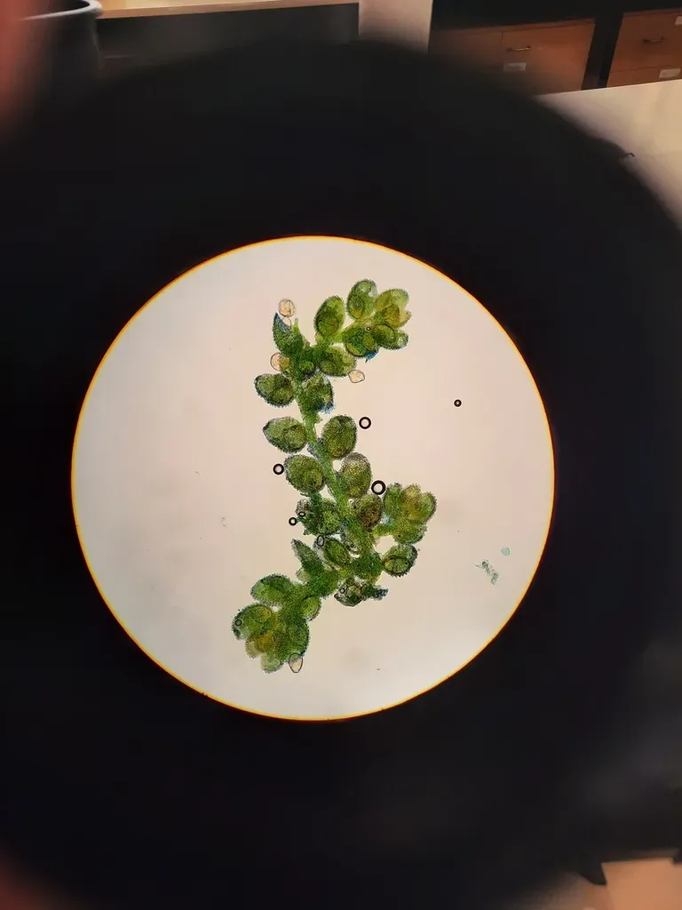 Siphonolejeunea Papillosa