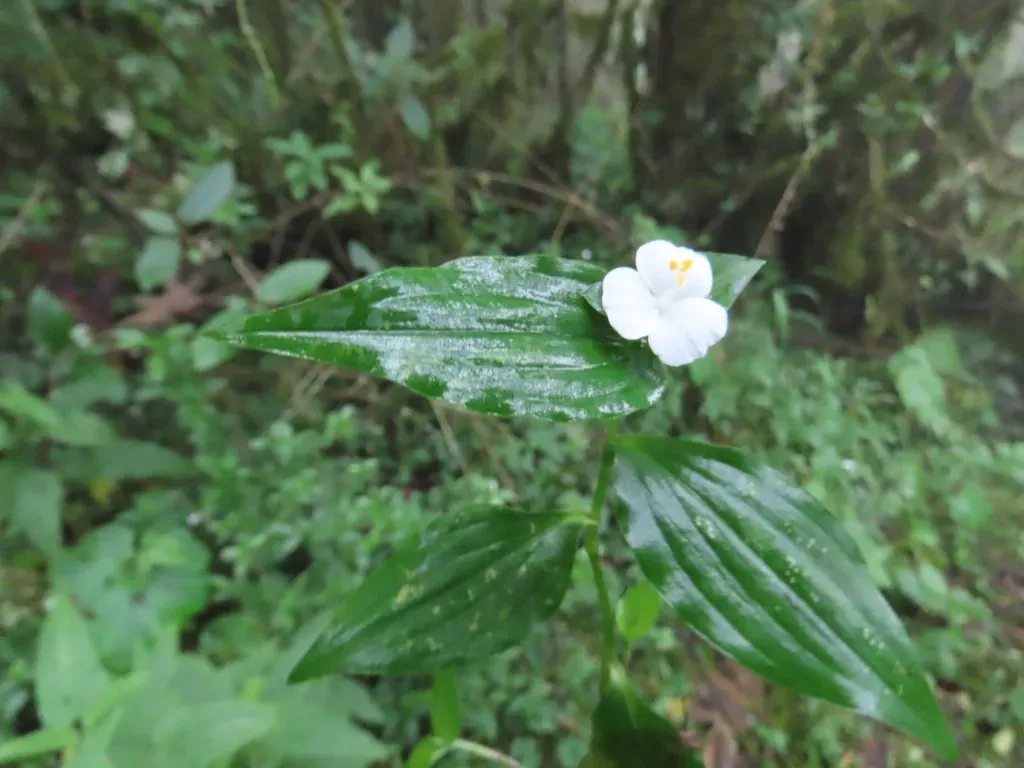 Tradescantia Praetermissa