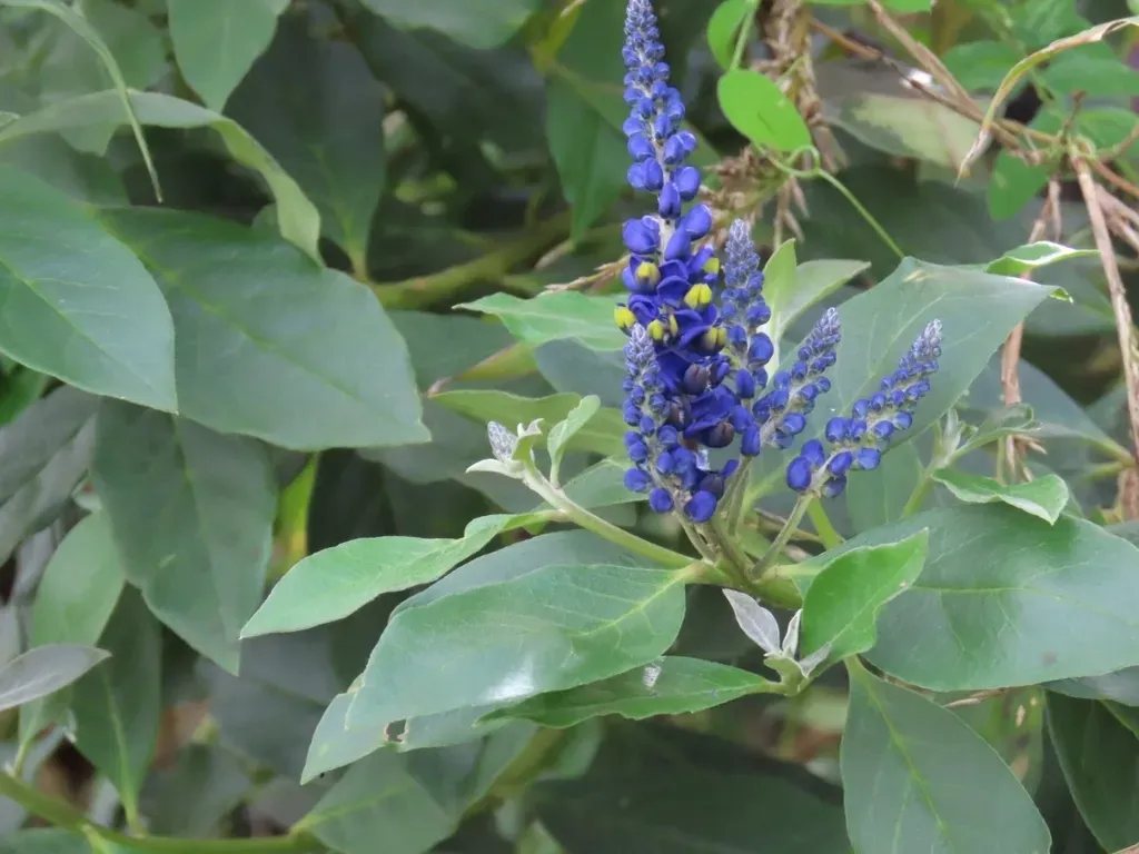 Monnina Pseudosalicifolia