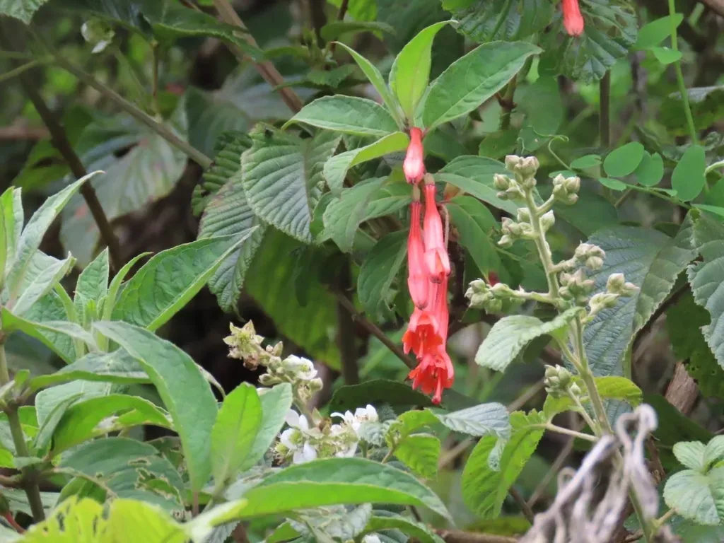 Fuchsia Ayavacensis
