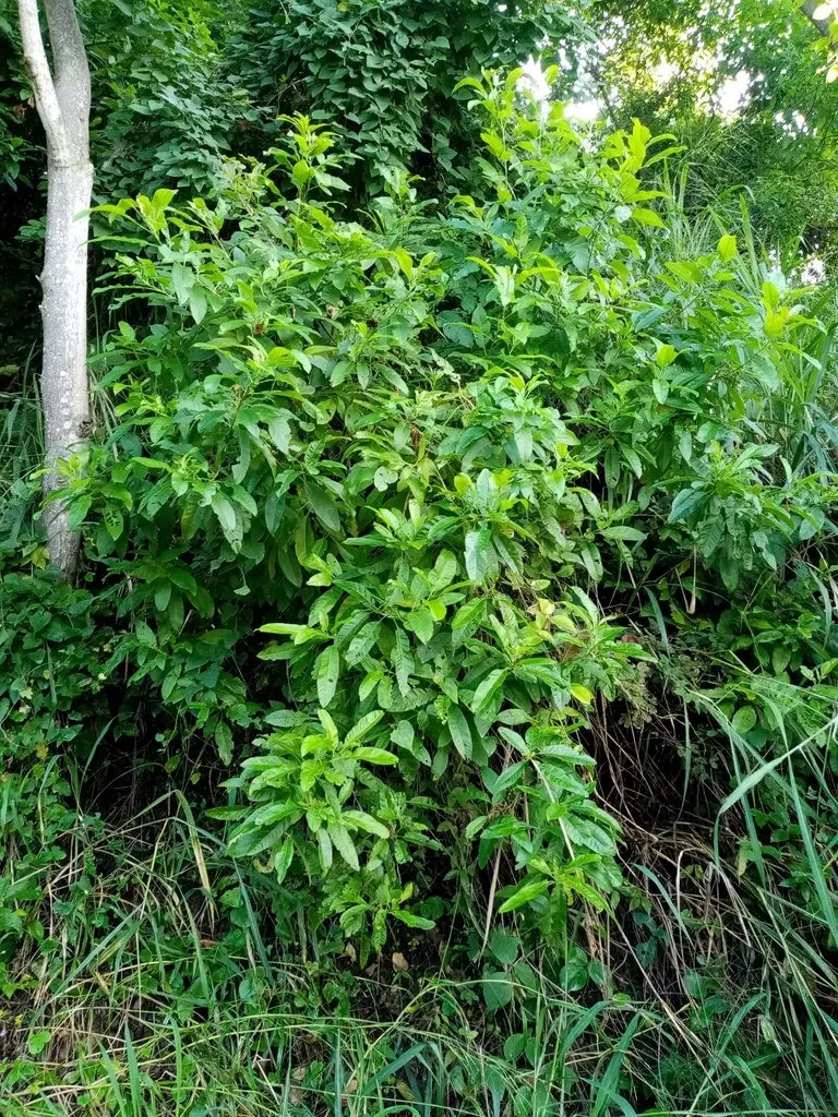 Tecoma Castanifolia