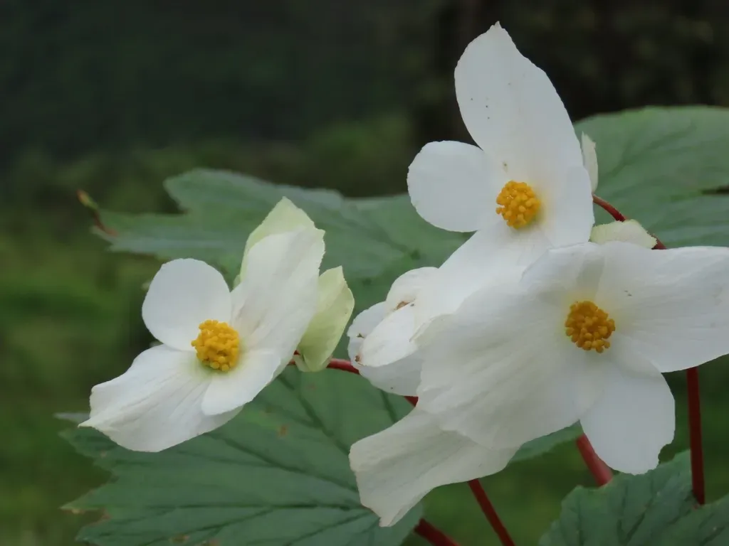 Begonia Velata