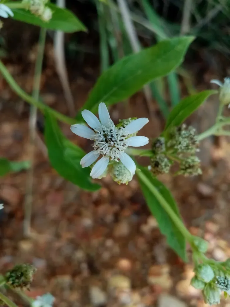 Verbesina Eggersii