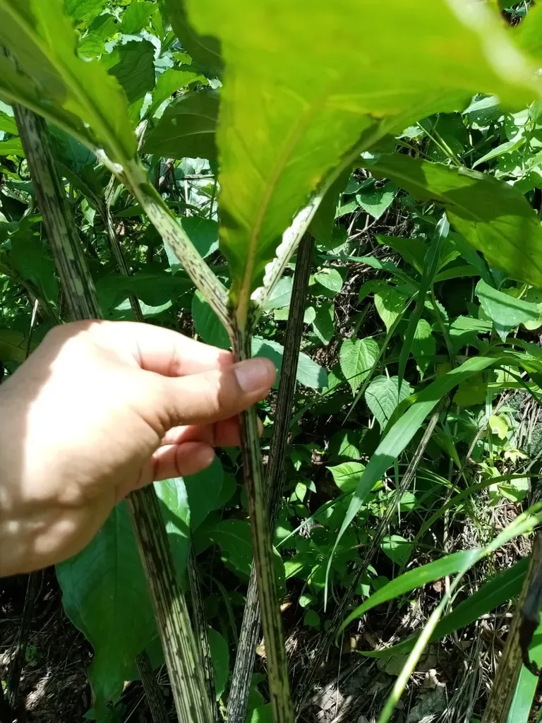 Xanthosoma Helleborifolium