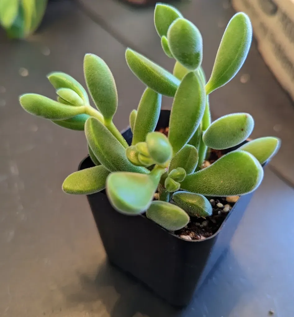 Crassula Rogersii