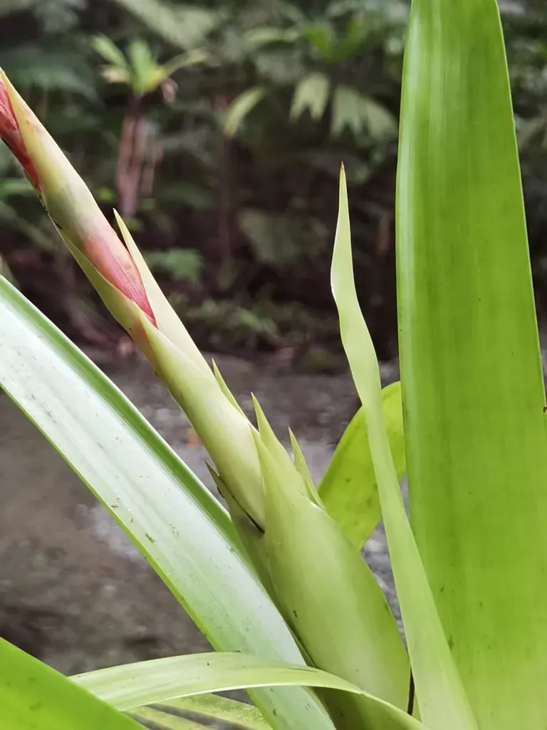Guzmania Scherzeriana