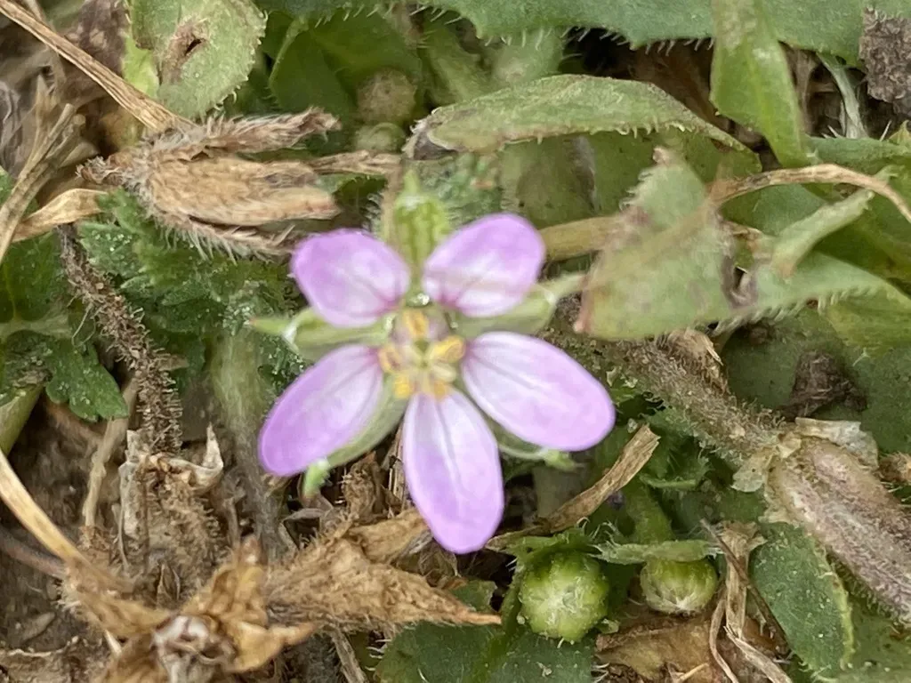 Musk Stork's-bill