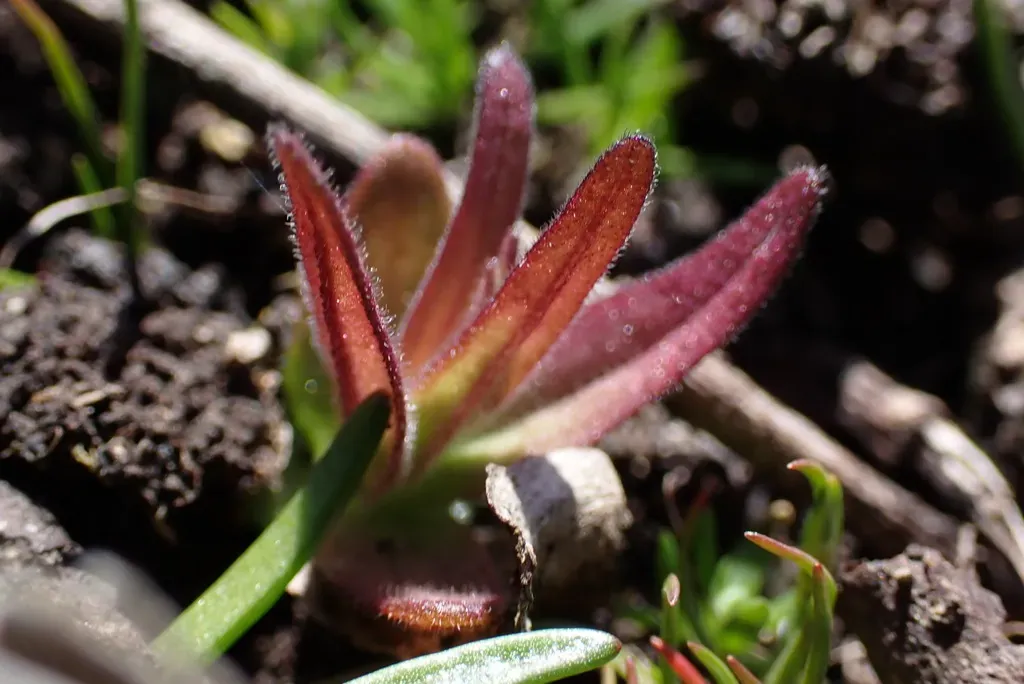 Victoria's Paintbrush
