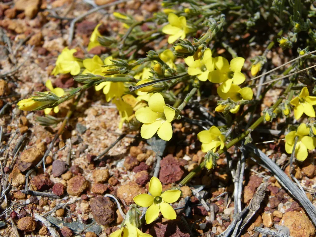Orianthera Flaviflora