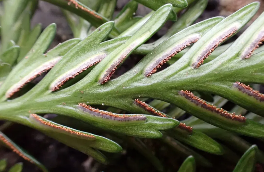 Asplenium Chathamense × Lyallii
