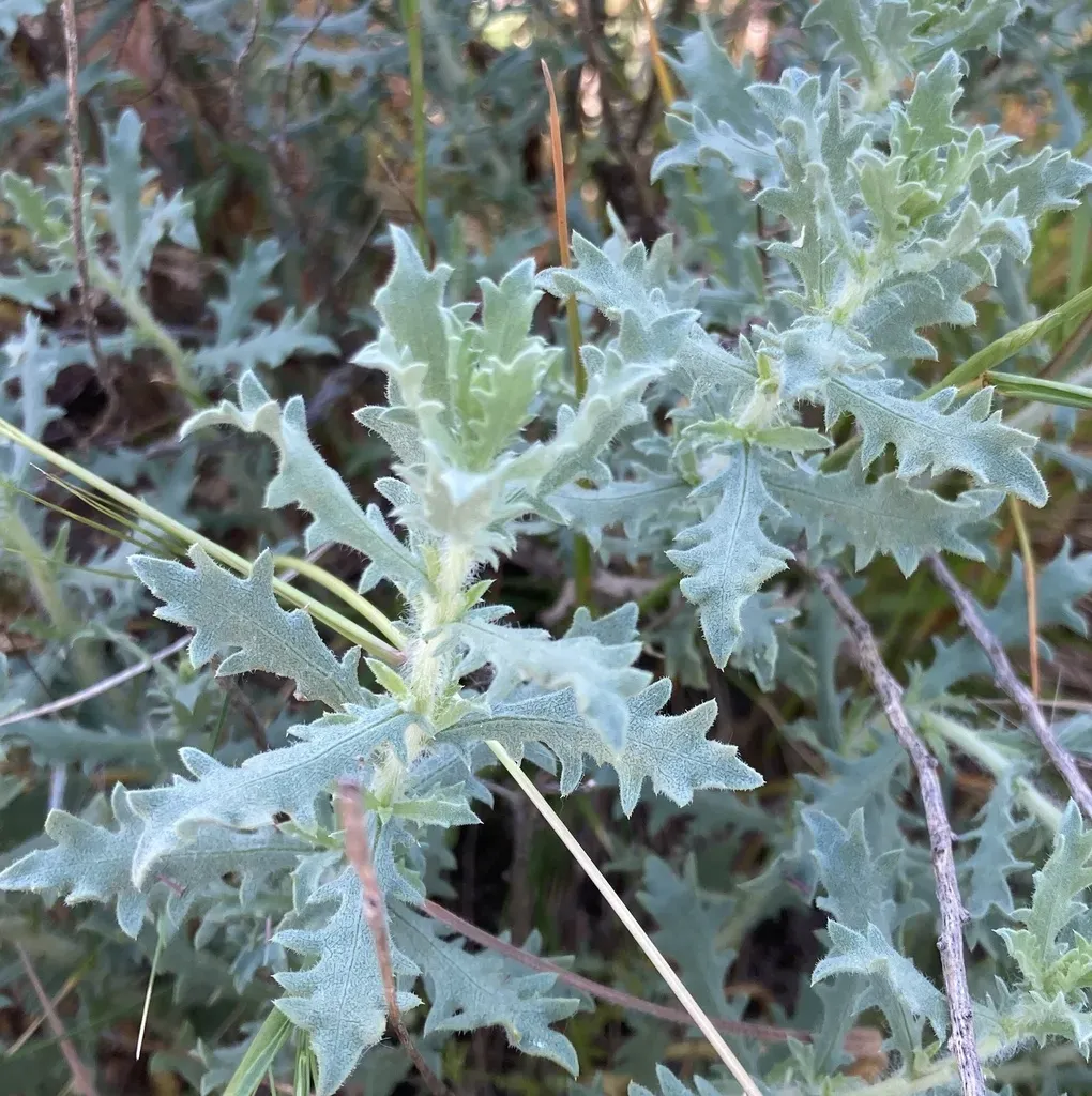 Carquinez Goldenbush