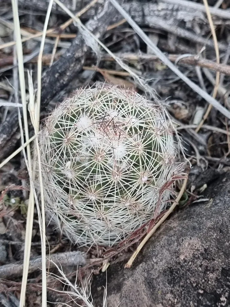 Cob Corycactus