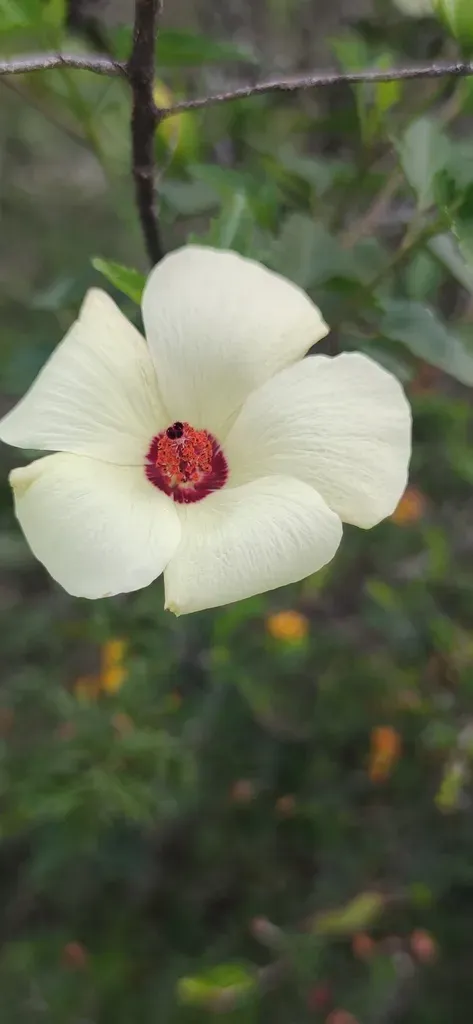Hibiscus Acicularis