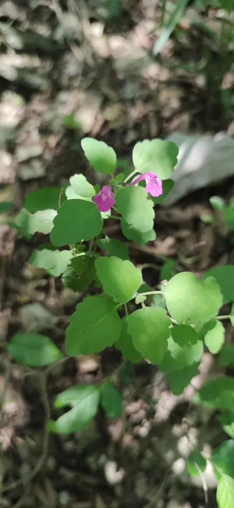 Scutellaria Seleriana