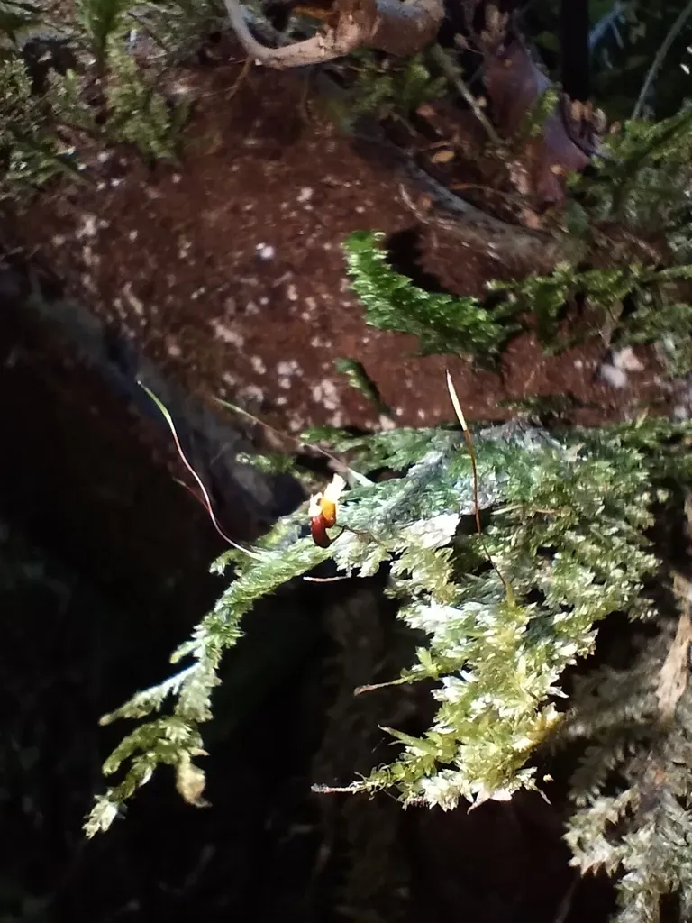 Trachyloma Diversinerve