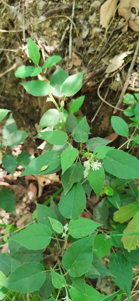 Croton Virletianus