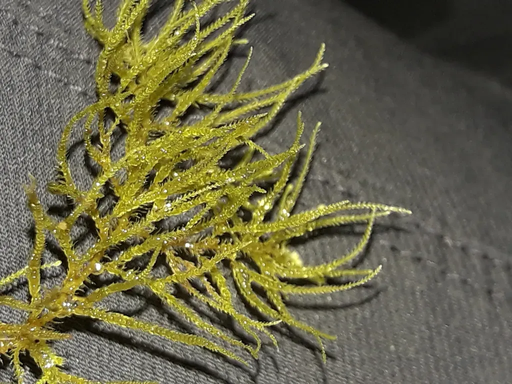 Lepidozia Spinosissima