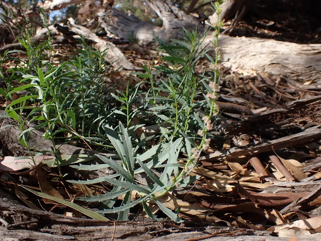 Haloragis Glauca