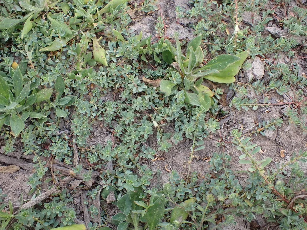 Phyllanthus Lacunellus