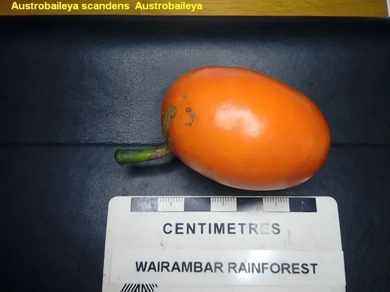 Austrobaileya Scandens