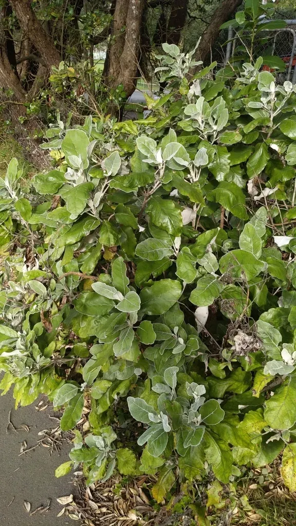 Brachyglottis Repanda × Greyii