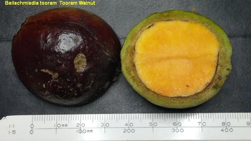 Beilschmiedia Tooram