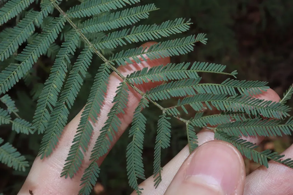 Silver-stemmed Wattle