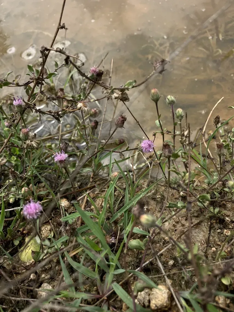 Tricholepis Amplexicaulis