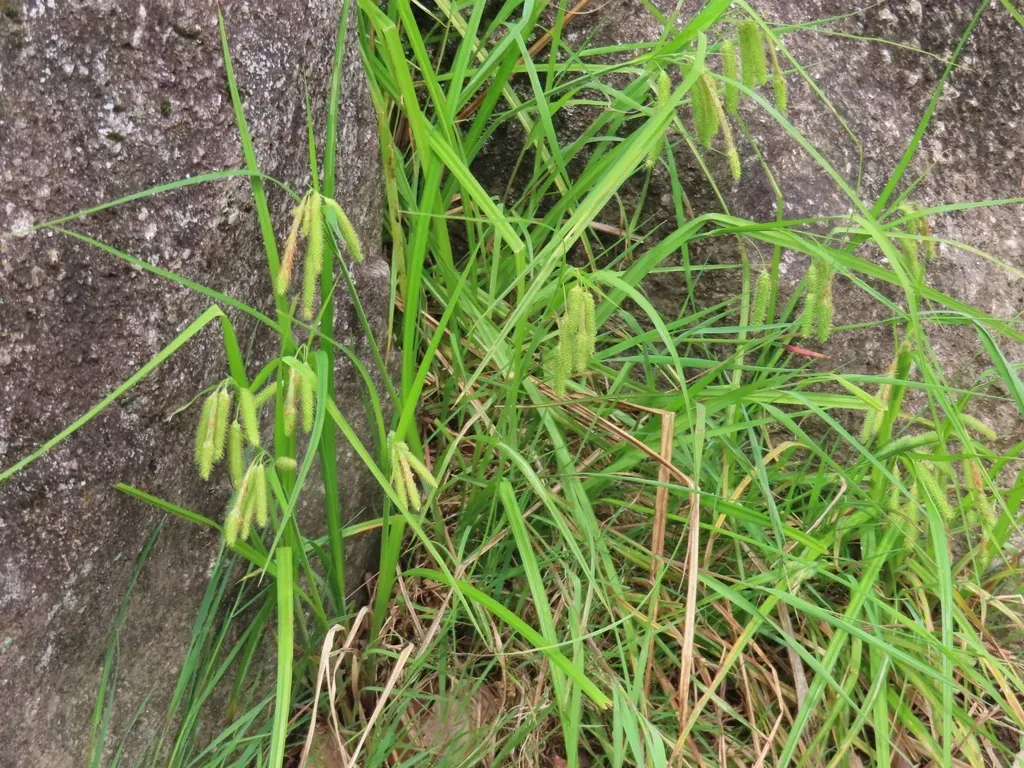 Carex Dimorpholepis